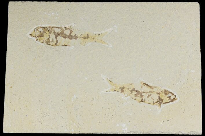 Two Detailed Fossil Fish (Knightia) - Wyoming #177322